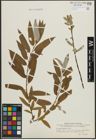 Foto von Salix argyracea E. L. Wolf